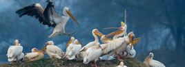 taj-mahal-with-bird-century
