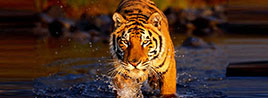 golden-triangle-tour-with-ranthambore