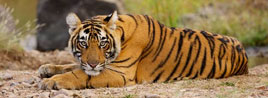 indian-wildlife-tour