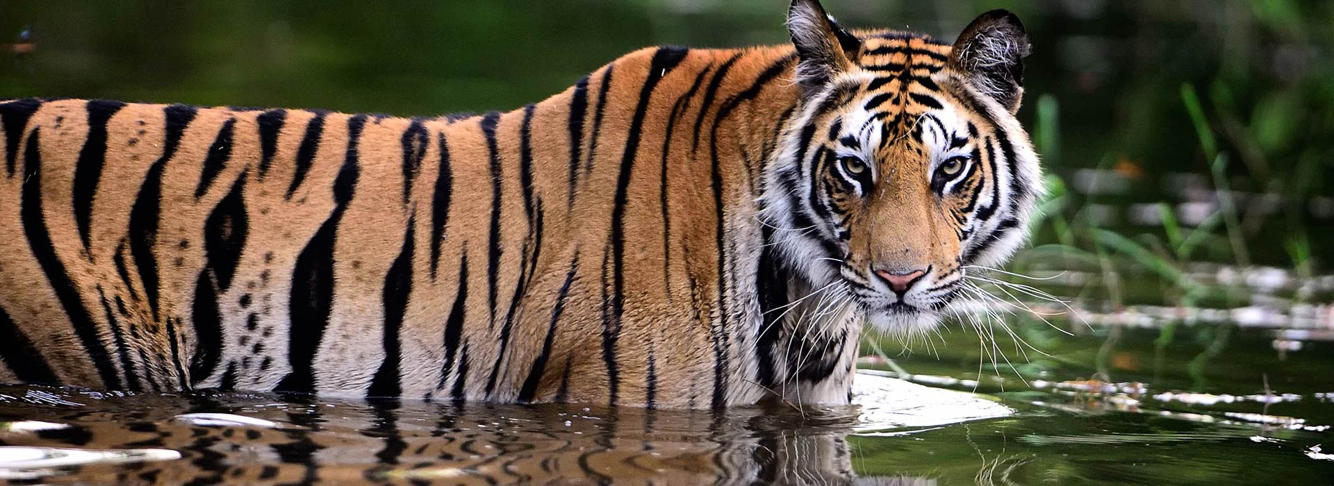 indian-wildlife-tour