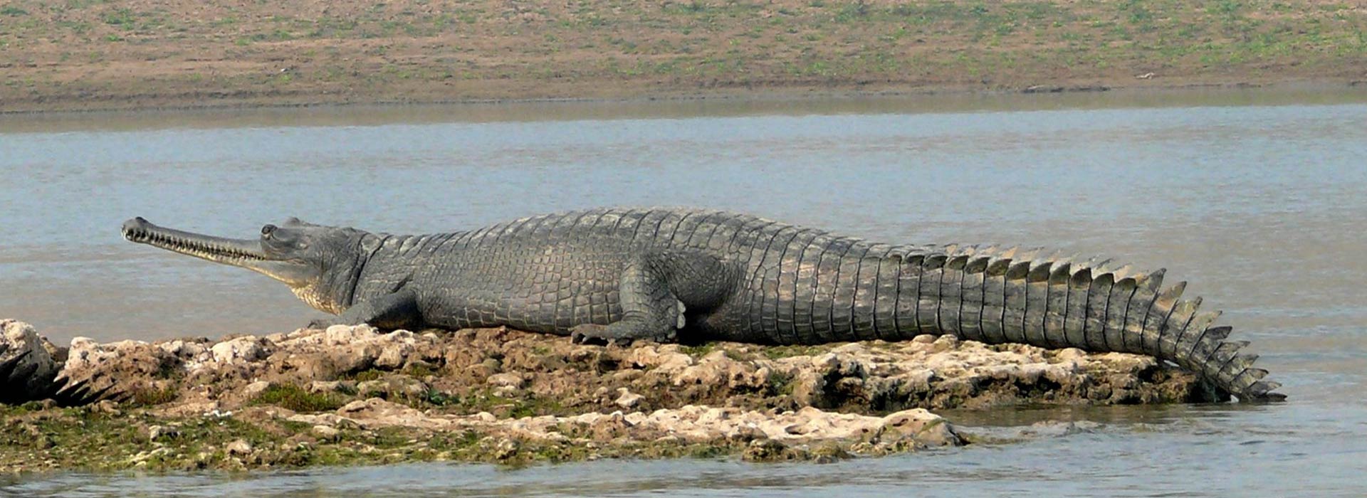 taj-mahal-tour-with-chambal-safari